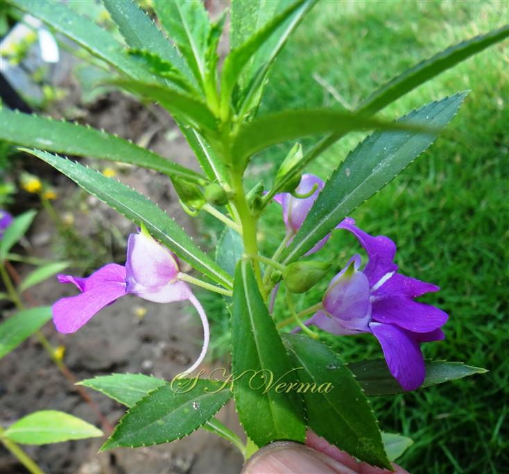  Plant-a part